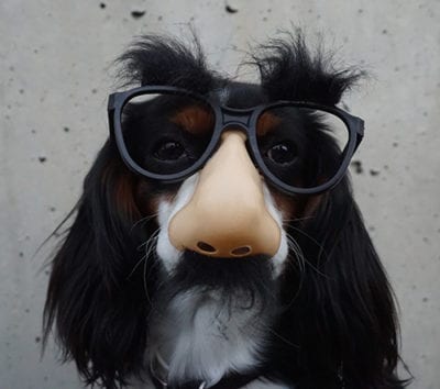 Cute dog wearing fake glasses and nose