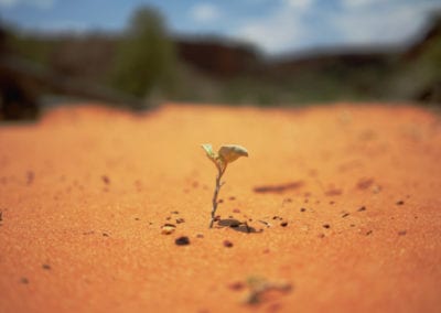 Can Naïveté Be a Leadership Strength?